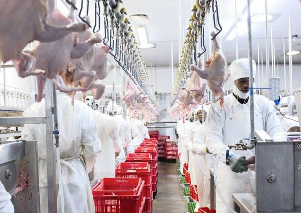 Poultry industry crisis deepens - Voice of the Cape